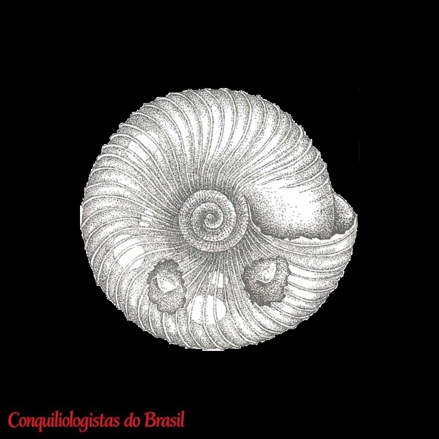 Lilloiconcha tucumana (Hylton Scott, 1963)