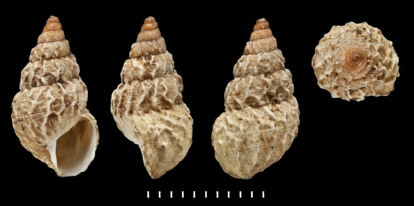 Naesiotus sculpturatus (L. Pfeiffer, 1846) Naesiotus sculpturatus (L. Pfeiffer, 1846)