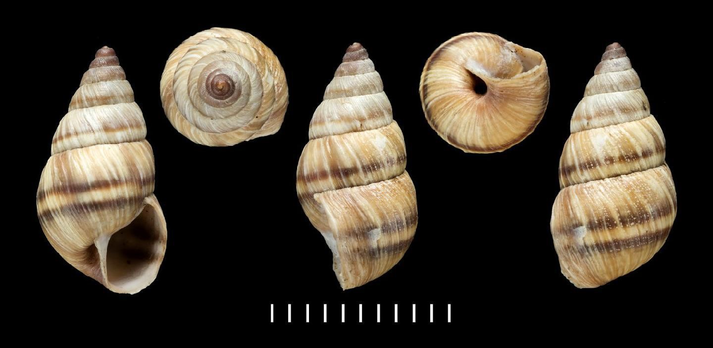 Naesiotus ustulatus (G. B. Sowerby I, 1833) Naesiotus ustulatus (G. B. Sowerby I, 1833)