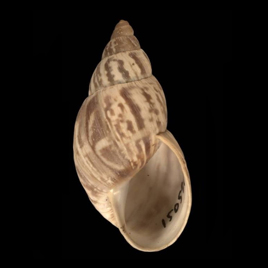 PARATYPE de Bocourtia longitudinalis (F. Haas, 1955) PARATYPE de Bocourtia longitudinalis (F. Haas, 1955)