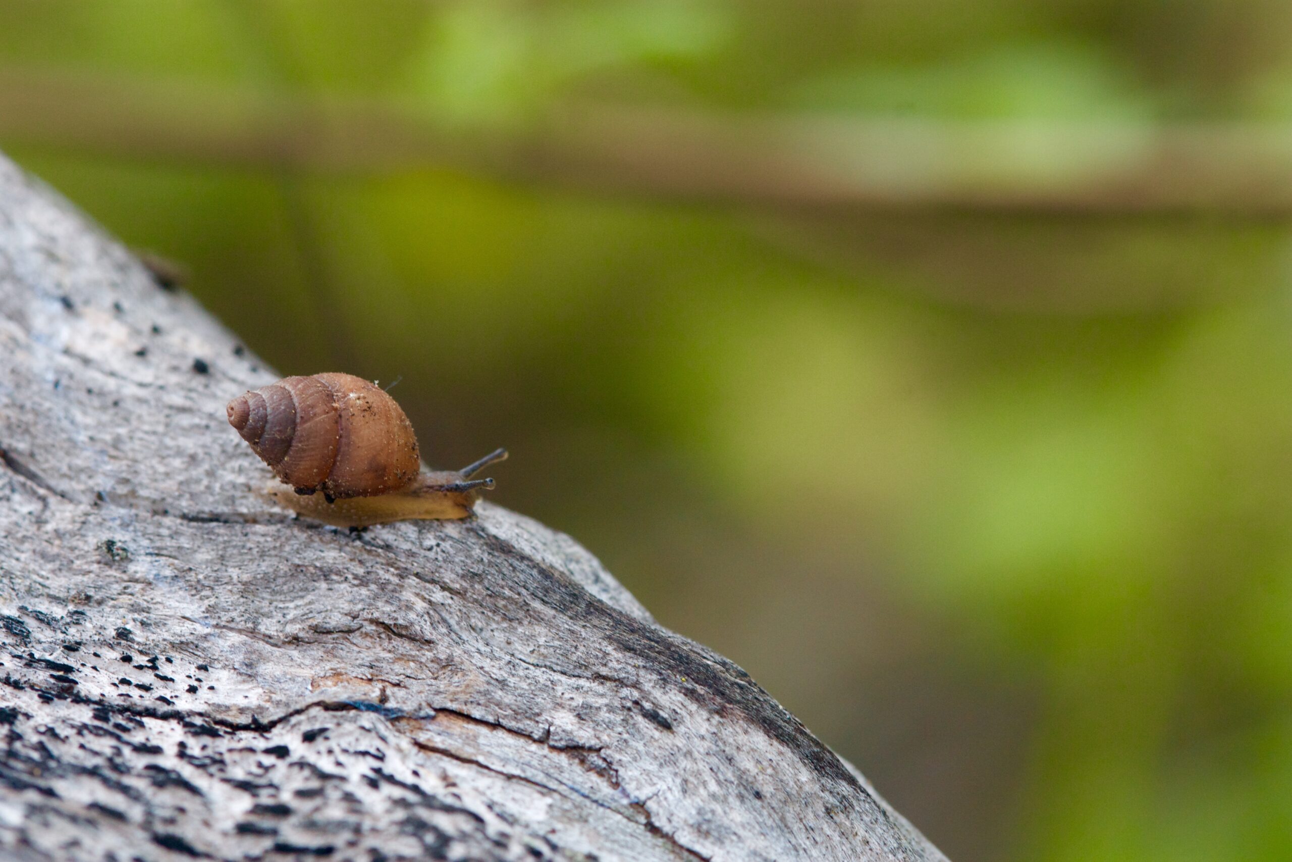 Naesiotus pallidus (Reibisch, 1893) credit: Andy Kraemer Naesiotus pallidus (Reibisch, 1893) credit: Andy Kraemer