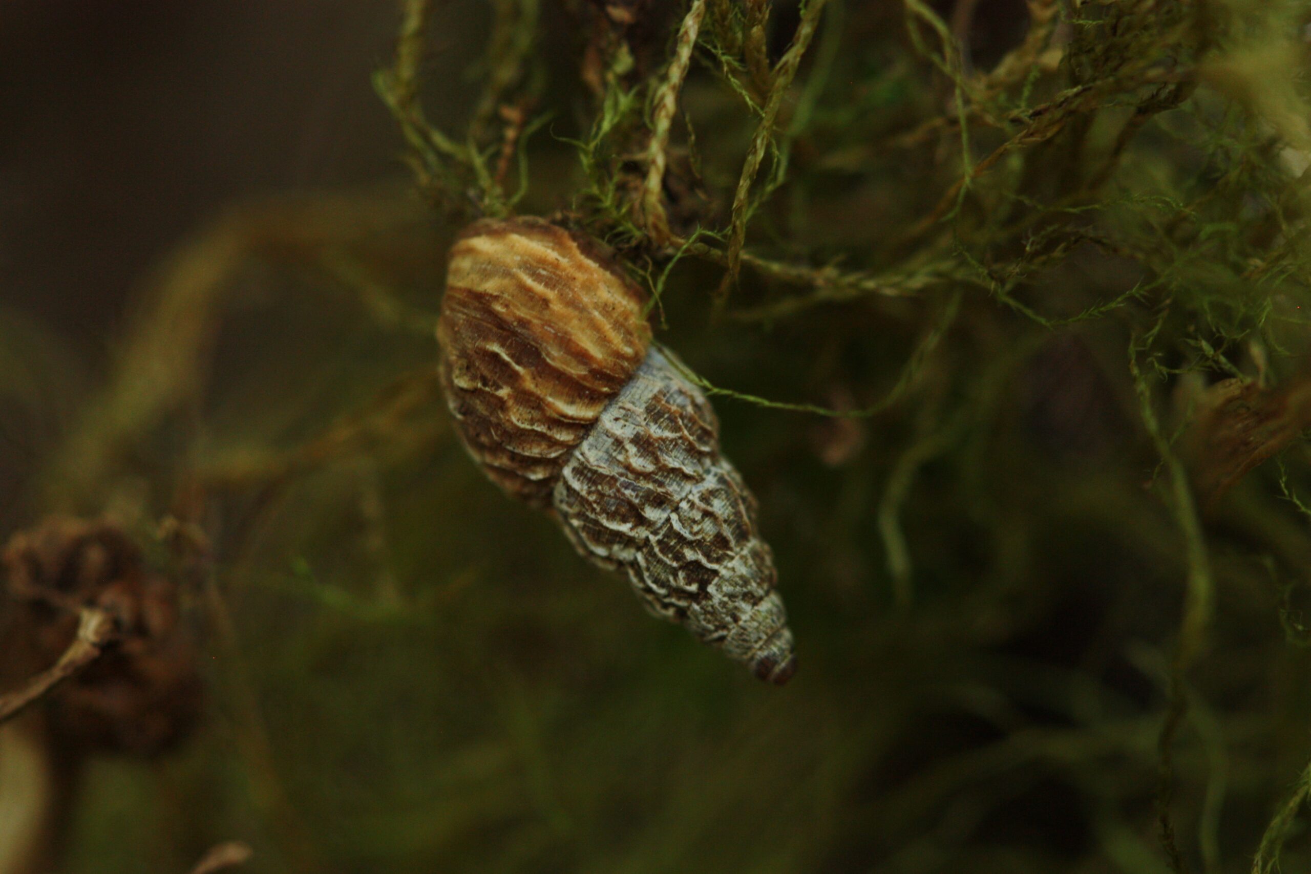 Naesiotus sculpturatus (L. Pfeiffer, 1846) credit: Andy Kraemer Naesiotus sculpturatus (L. Pfeiffer, 1846) credit: Andy Kraemer