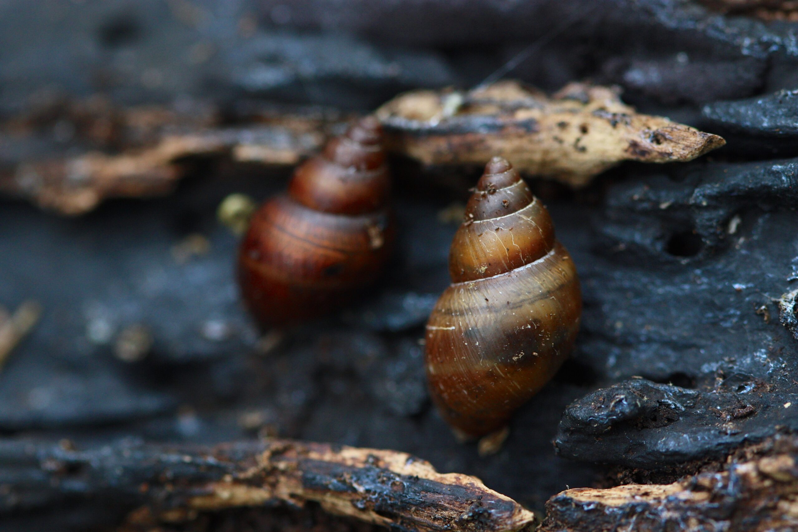 Naesiotus unifasciatus (G. B. Sowerby I, 1833) credit: Andy Kraemer Naesiotus unifasciatus (G. B. Sowerby I, 1833) credit: Andy Kraemer