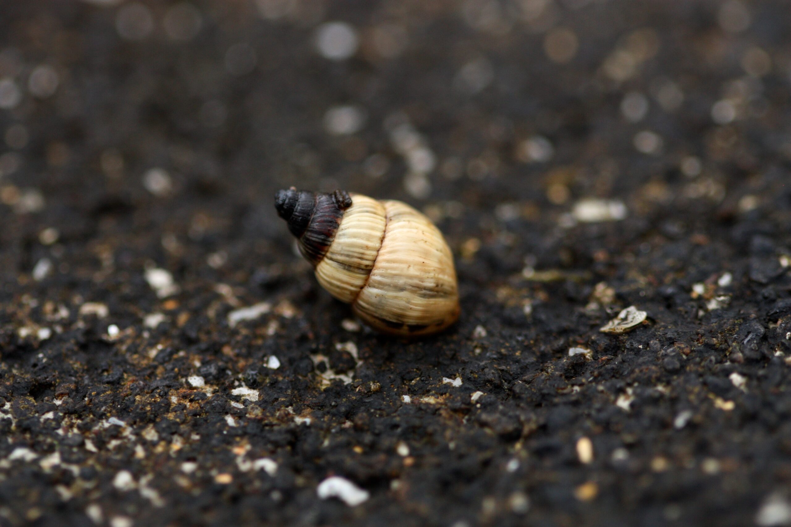 Naesiotus ustulatus (G. B. Sowerby I, 1833) Naesiotus ustulatus (G. B. Sowerby I, 1833)