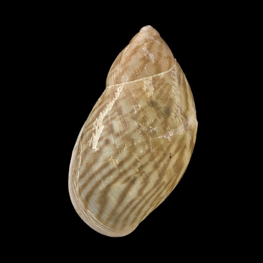 <i>Plekocheilus quadricolor</i> (L. Pfeiffer, 1848)