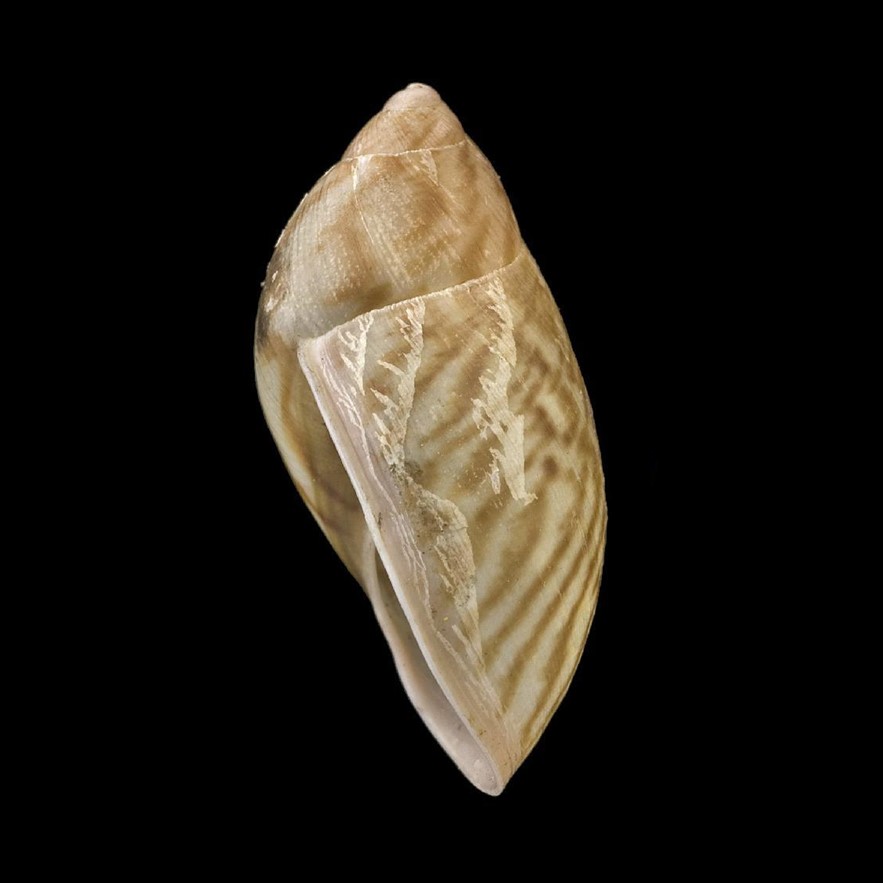 <i>Plekocheilus quadricolor</i> (L. Pfeiffer, 1848)