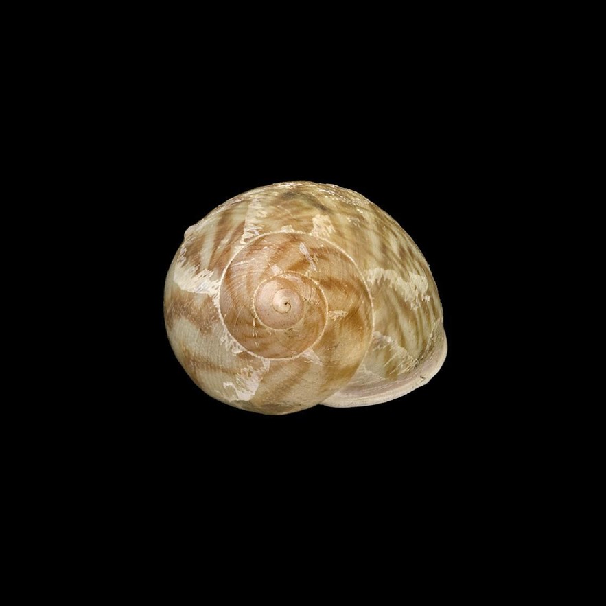 <i>Plekocheilus quadricolor</i> (L. Pfeiffer, 1848)