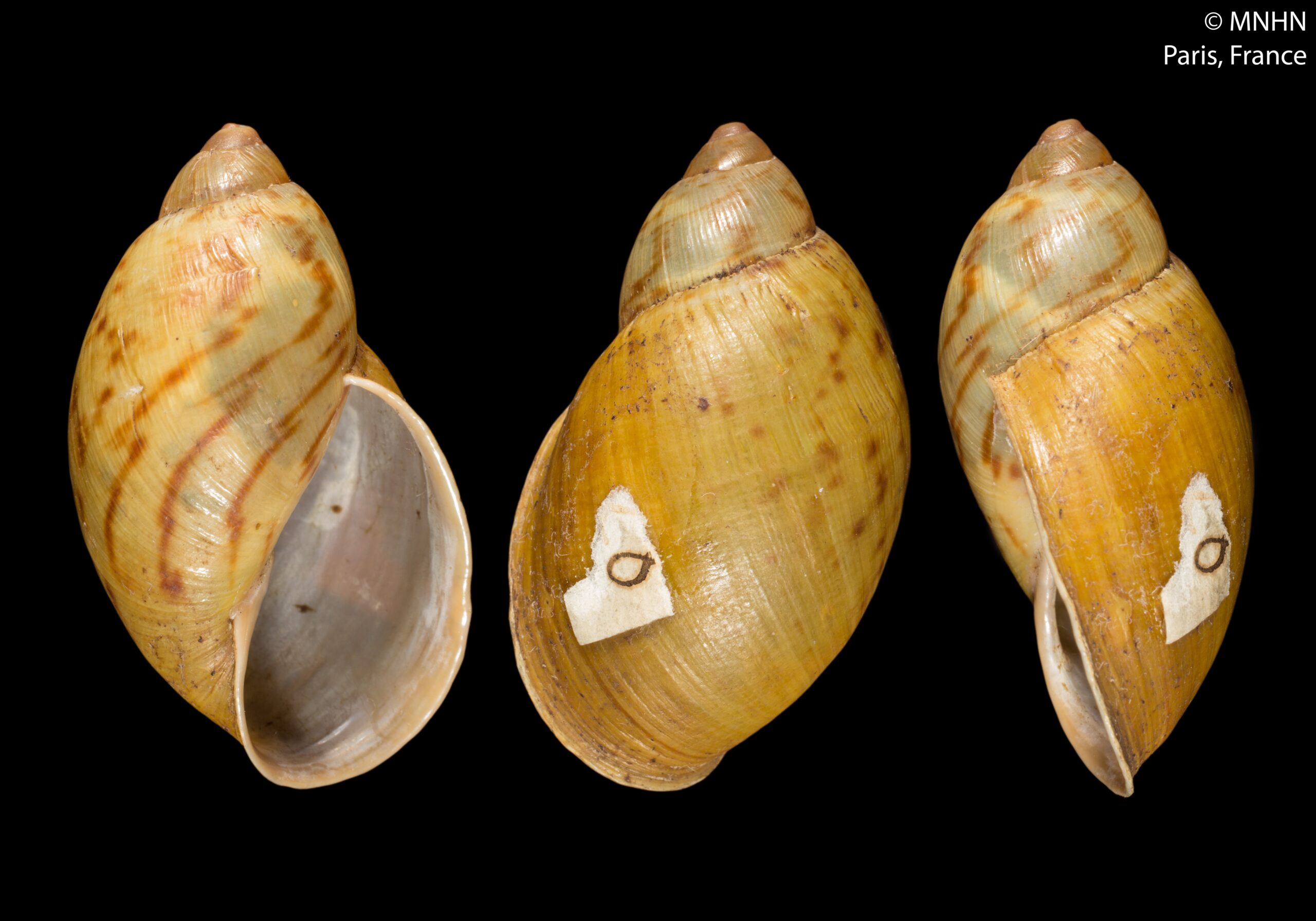 Plekocheilus semipictus (Hidalgo, 1869)