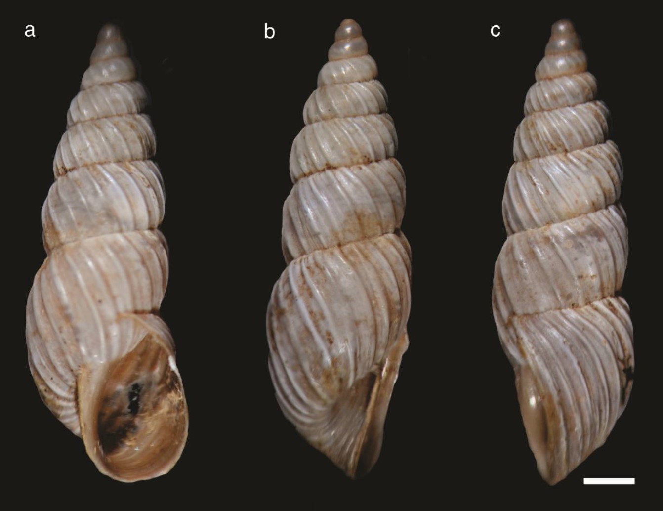Bostryx willinki Weyrauch, 1964 Bostryx willinki Weyrauch, 1964