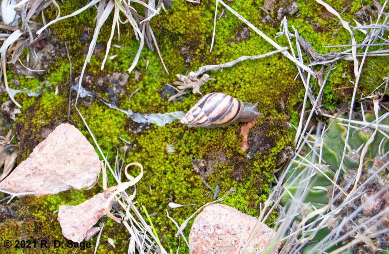 Discoleus ameghinoi (Ihering, 1908) Discoleus ameghinoi (Ihering, 1908)