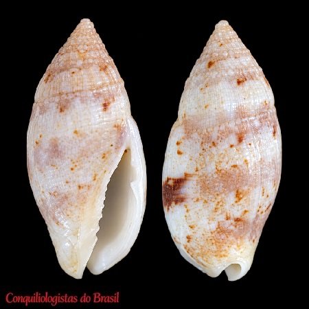 Enaeta brasiliana Crabos, 2024