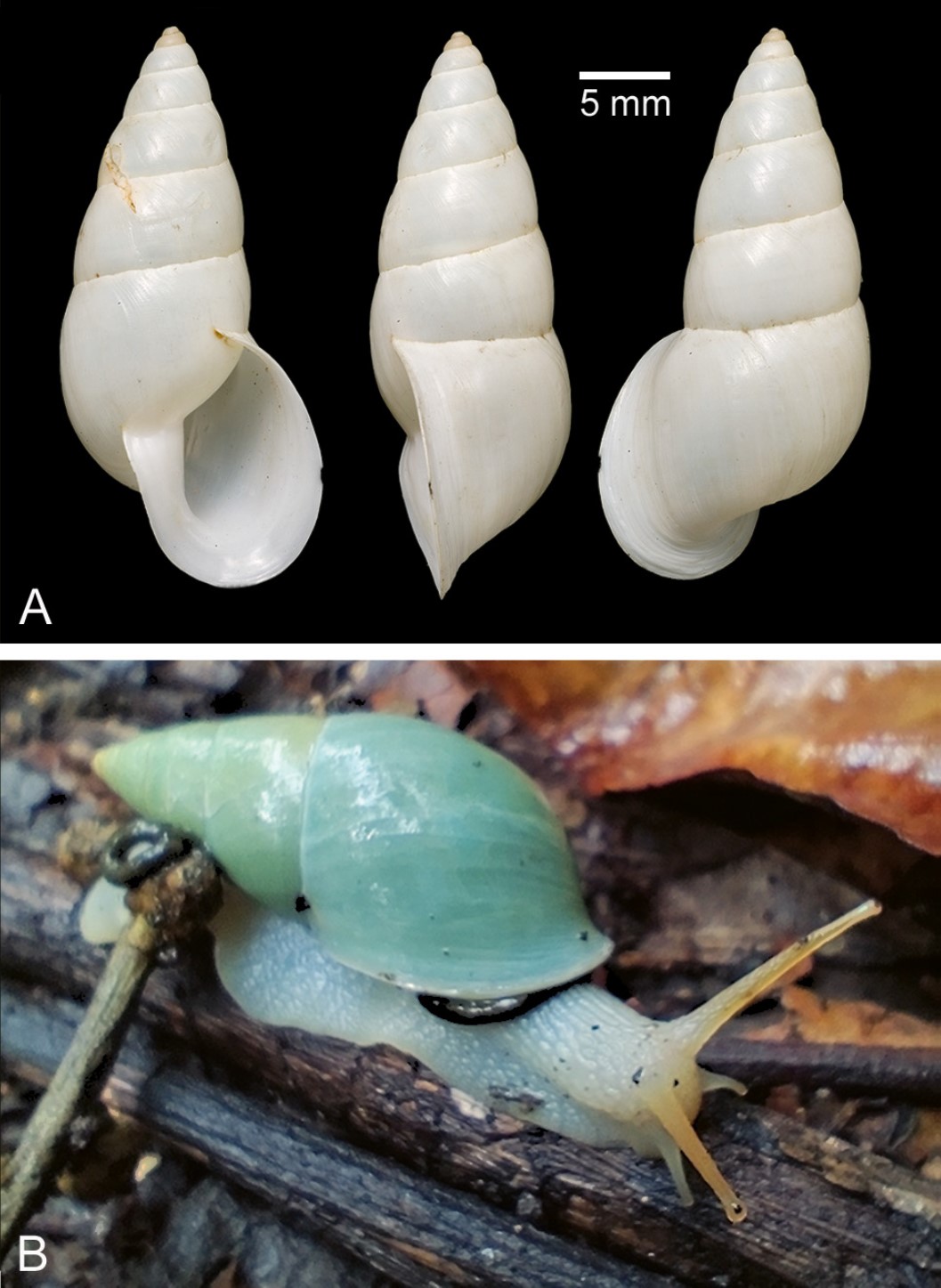 Mesembrinus alabastrinus (S. I. Da Costa, 1906) Mesembrinus alabastrinus (S. I. Da Costa, 1906)