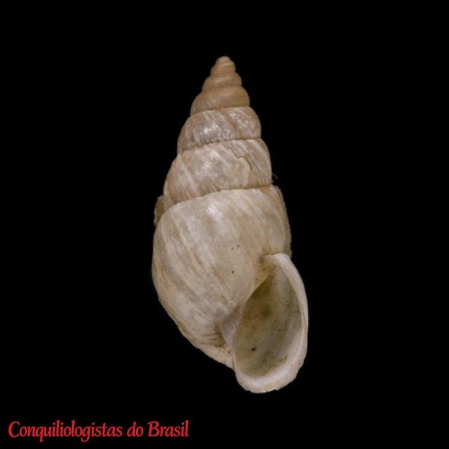 Naesiotus cinereus (Reeve, 1849)
