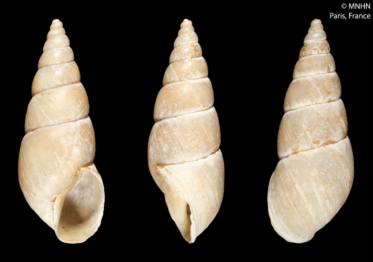 Naesiotus crepundius (A. d'Orbigny, 1835) Naesiotus crepundius (A. d'Orbigny, 1835)