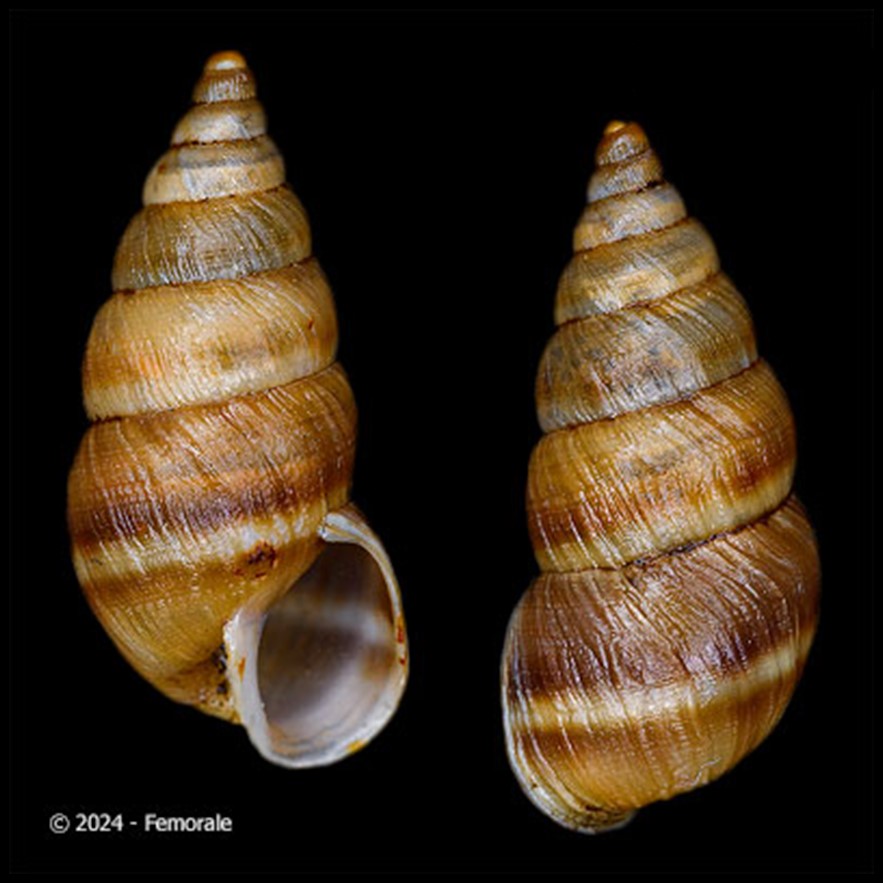 Naesiotus galapaganus (L. Pfeiffer, 1855) Naesiotus galapaganus (L. Pfeiffer, 1855)