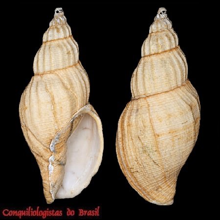 Odontocymbiola diannae T. Cossignani, Allary & P. G. Stimpson, 2021