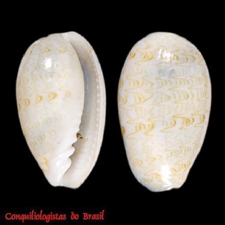 Persicula moretzsohni Coltro, 2020