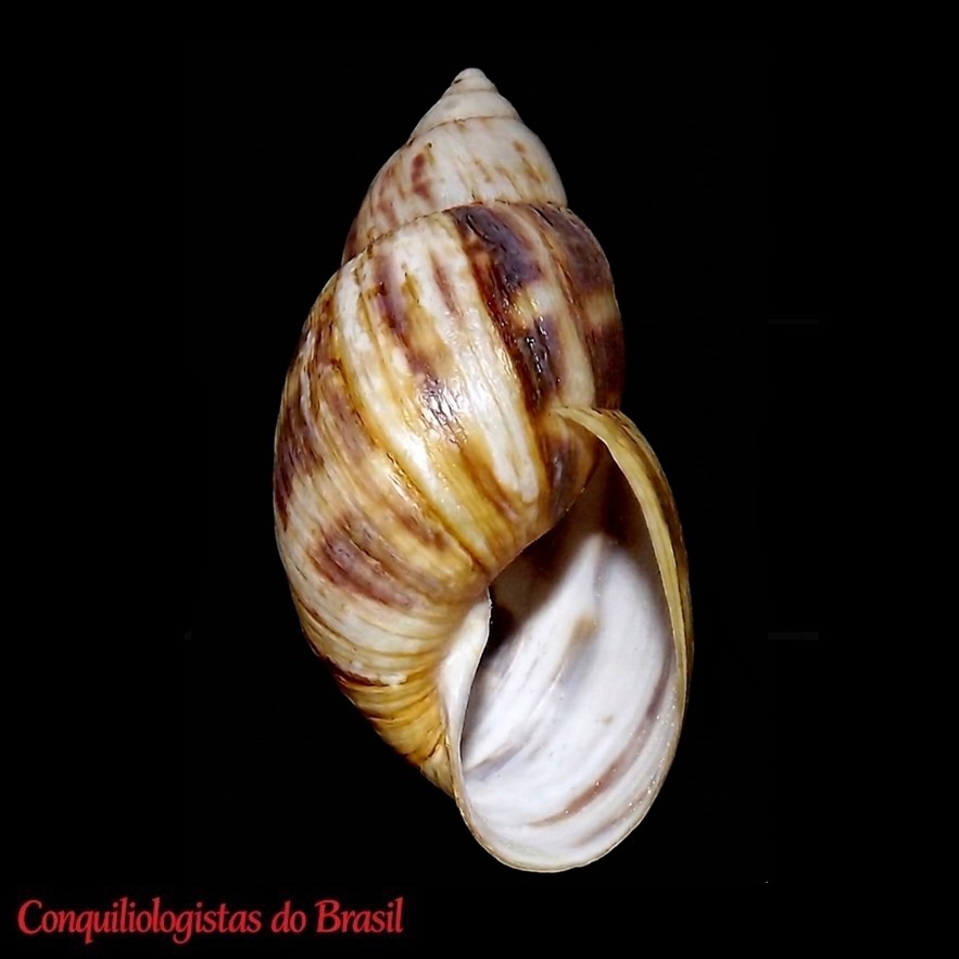 Plectostylus araucanus Valdovinos & Stuardo, 1988