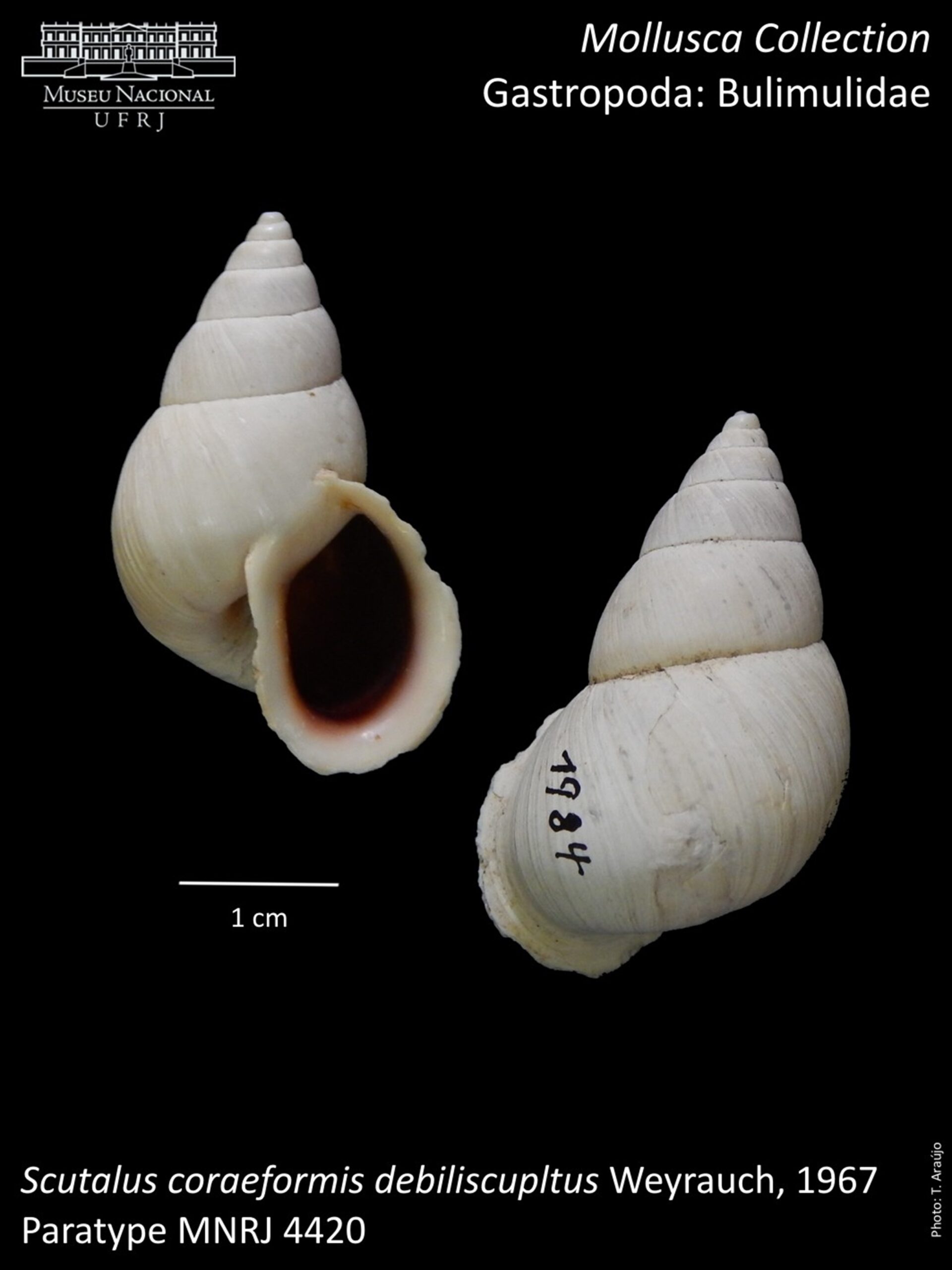 Scutalus coraeformis debilisculptus Weyrauch, 1967