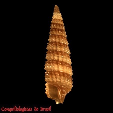 Similiphora intermedia (C. B. Adams, 1850)