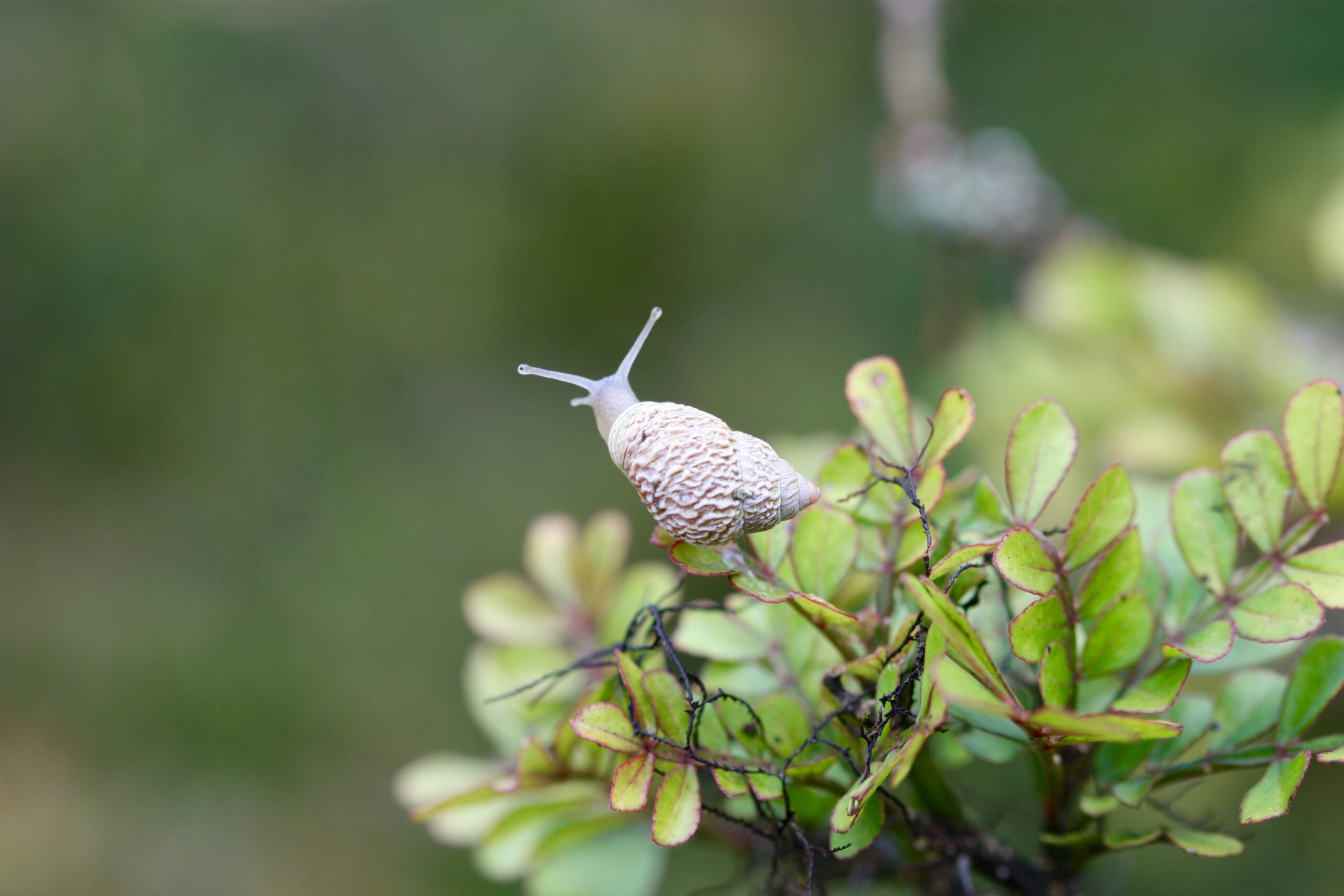 Naesiotus darwini (L. Pfeiffer, 1846) photo: Andy Kraemer Naesiotus darwini (L. Pfeiffer, 1846)
