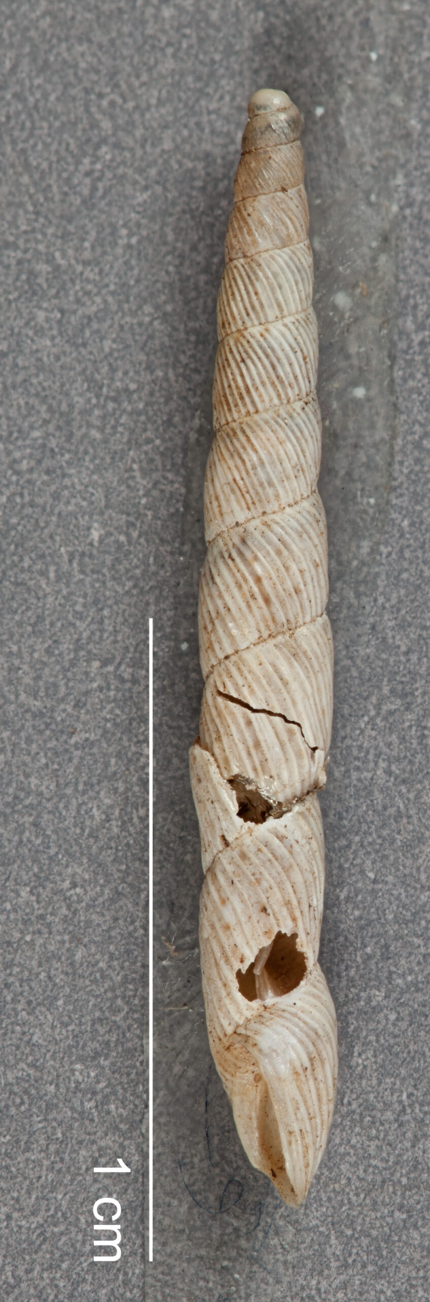 Bostryx virgula (F. Haas, 1951) FMNH HOLOTYPE