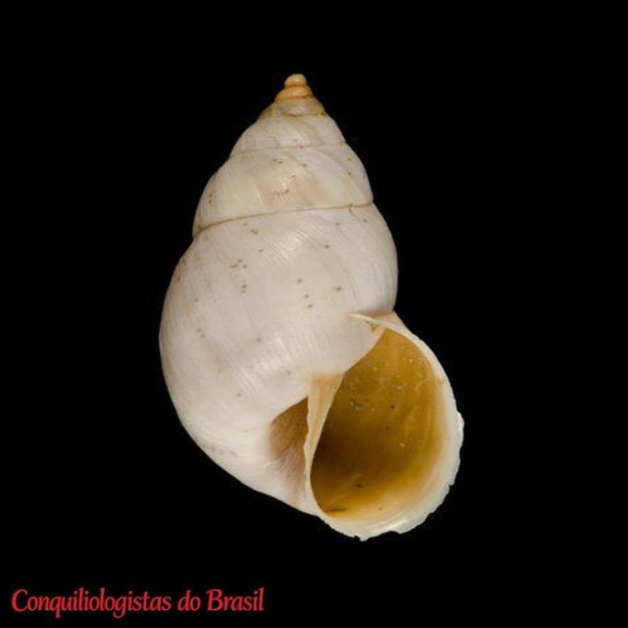 Bostryx ptyalum (Dall, 1910)
