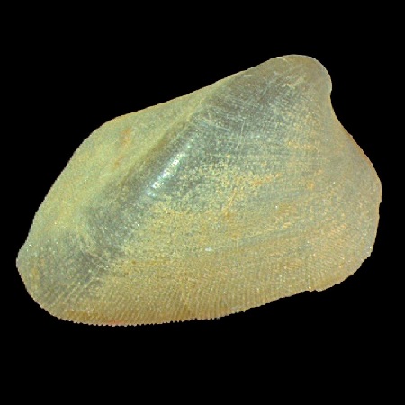 LYONSIELLIDAE