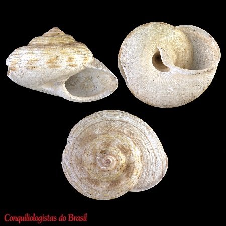 Callogaza watsoni Dall, 1881