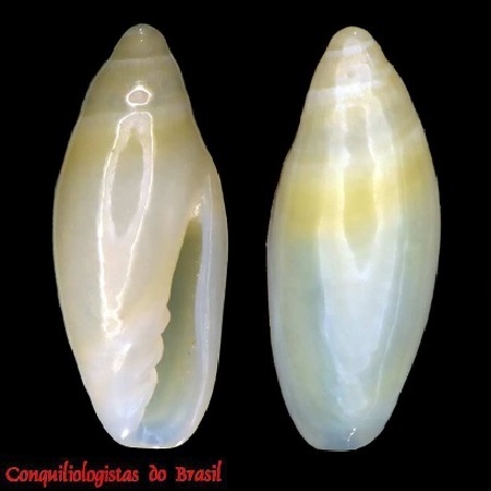 Canalispira yemanjae F. Boyer, Crabos & Queiroz, 2024