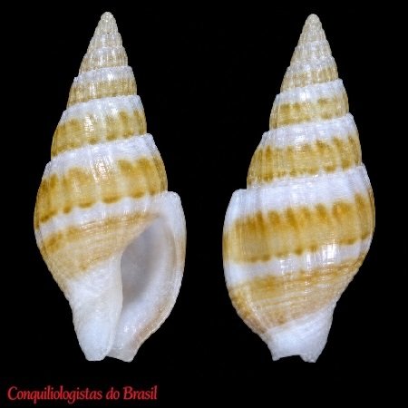 Cosmioconcha coltrorum K. Monsecour & D. Monsecour, 2024