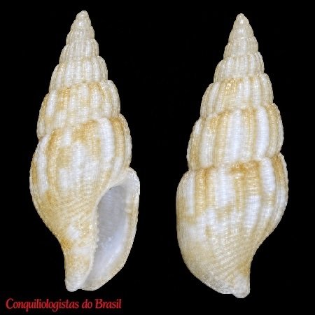 Costoanachis carioca K. Monsecour & D. Monsecour, 2024