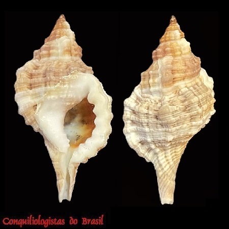 Gutturnium muricinum (Röding, 1798)