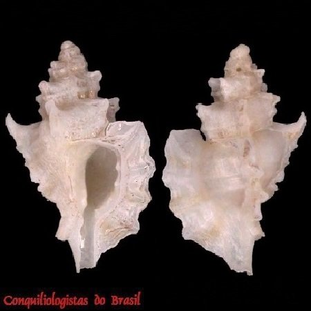 Pazinotus stimpsonii (Dall, 1889)