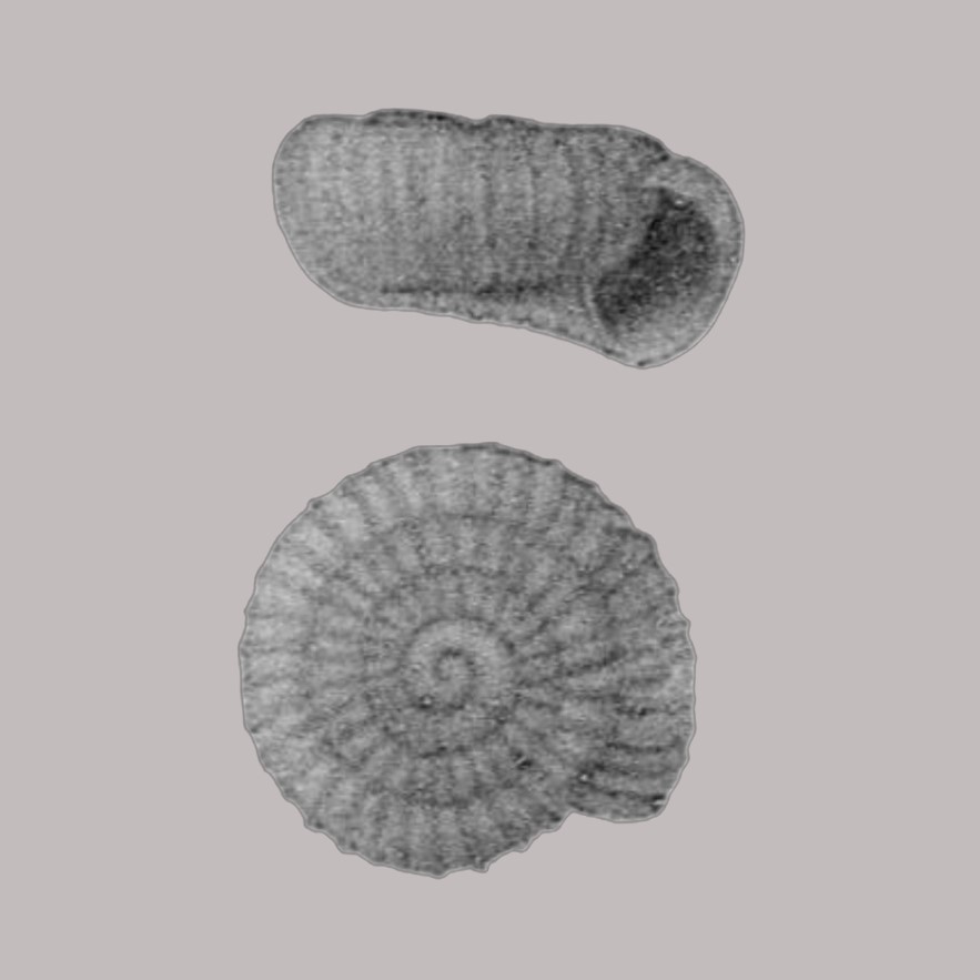 Rotadiscus janeirensis (Thiele, 1927)