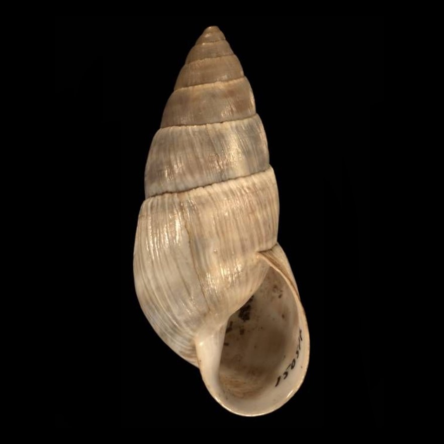 Scholvienia schmidti (F. Haas, 1955) Scholvienia schmidti (F. Haas, 1955)