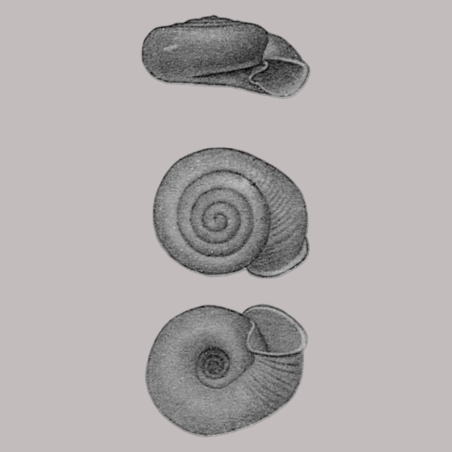 Systrophia  exigua (Thiele, 1927)