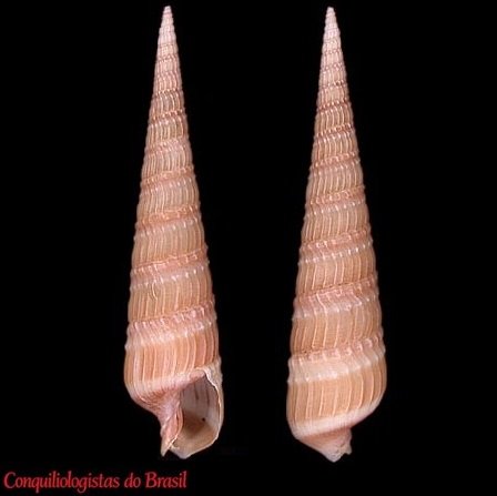 Terebra joculosa Simone, 2024