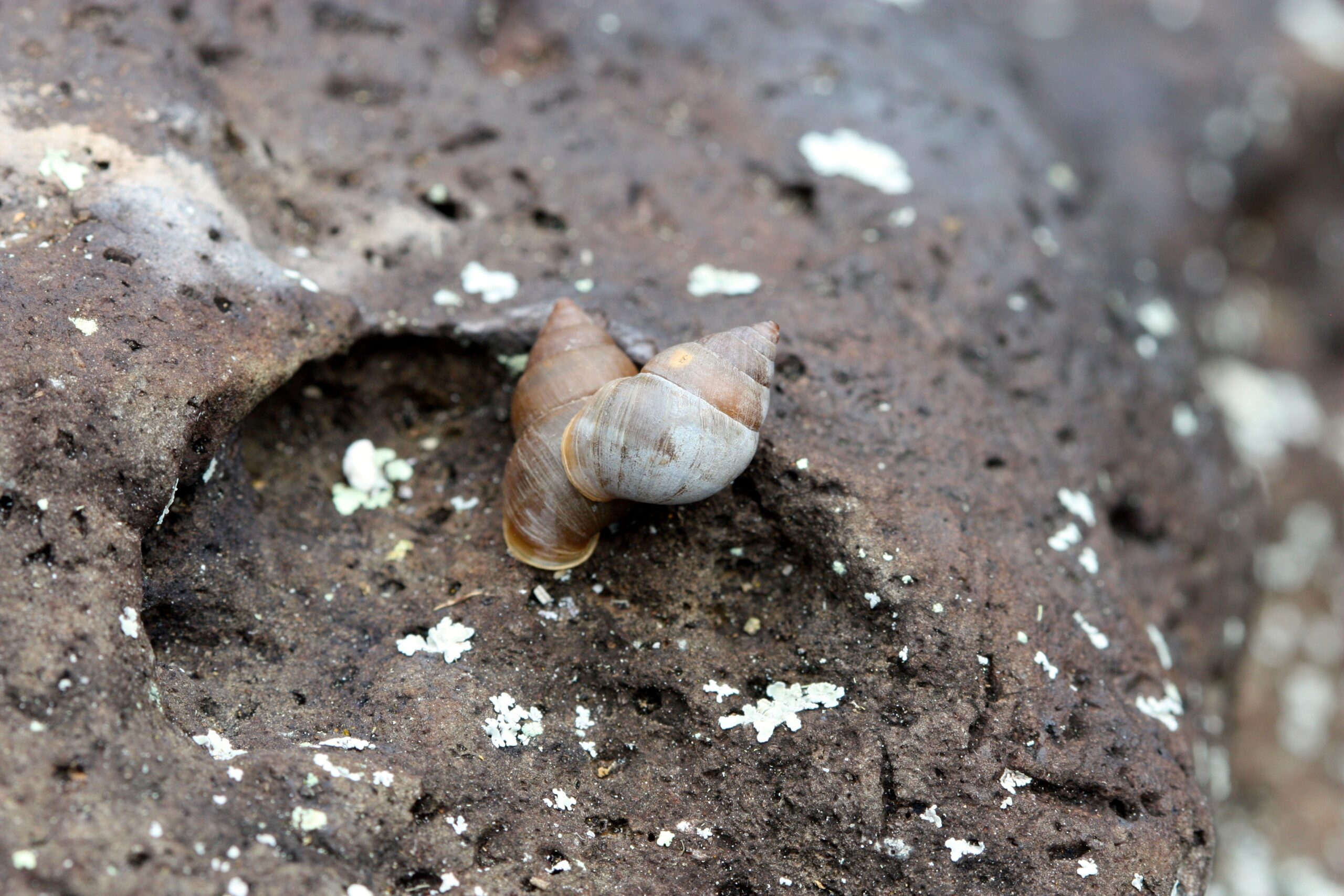 Naesiotus pinzonensis Vagvolgyi, 1977 credit: Andy Kraemer Naesiotus pinzonensis Vagvolgyi, 1977