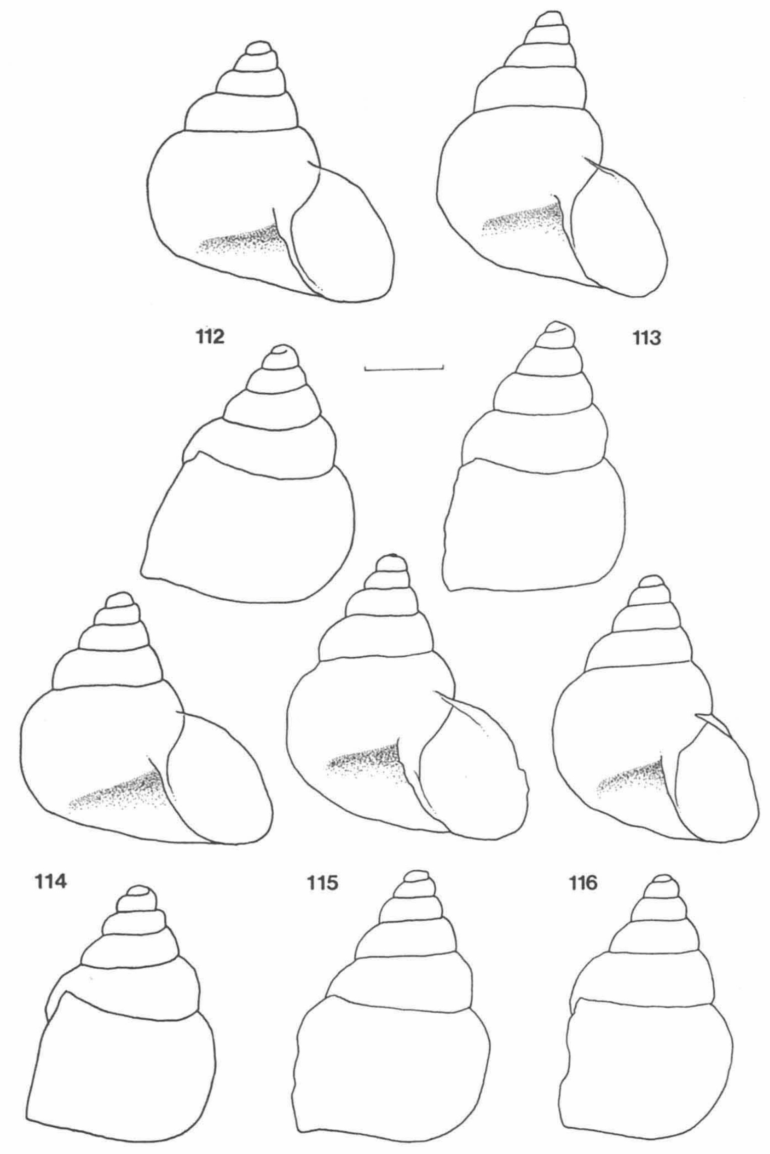 Bostryx frederici Breure, 1978 Bostryx frederici Breure, 1978