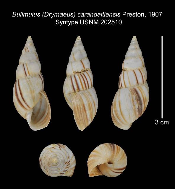 Bostryx carandaitiensis (Preston, 1907) Bostryx carandaitiensis (Preston, 1907)