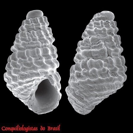 Chrysallida conifera Pimenta, 2012