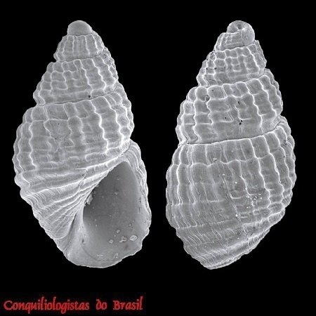 Chrysallida nioba (Dall & Bartsch, 1911)