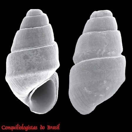 Eulimastoma exiguum Pimenta, 2012