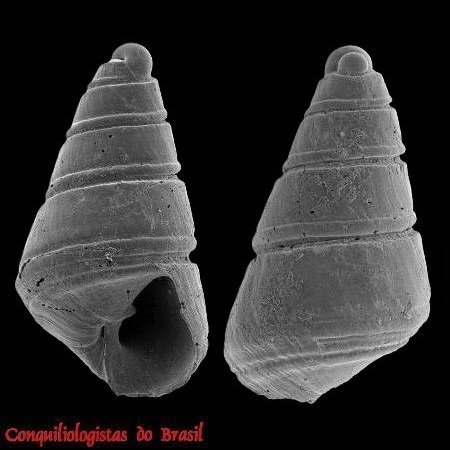 Eulimastoma franklini Pimenta, 2012