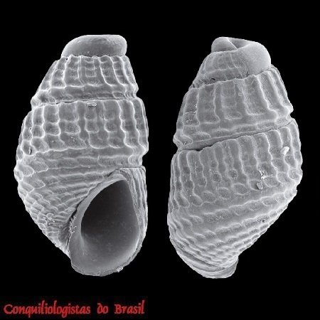 Fargoa dianthophila (H. W. Wells & M. J. Wells, 1961)