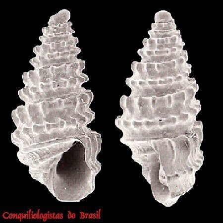 Ividia havanensis (Pilsbry & Aguayo, 1933)