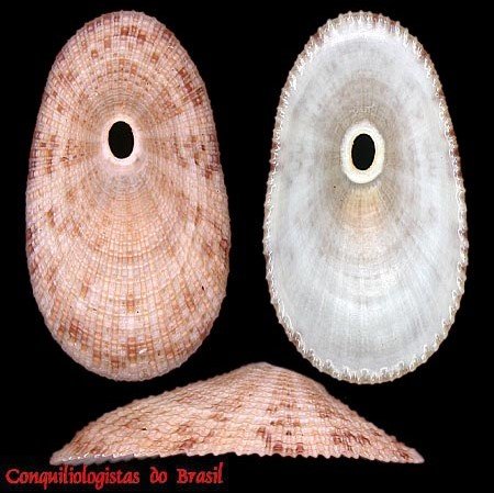 Lucapina sowerbii (G. B. Sowerby I, 1835)