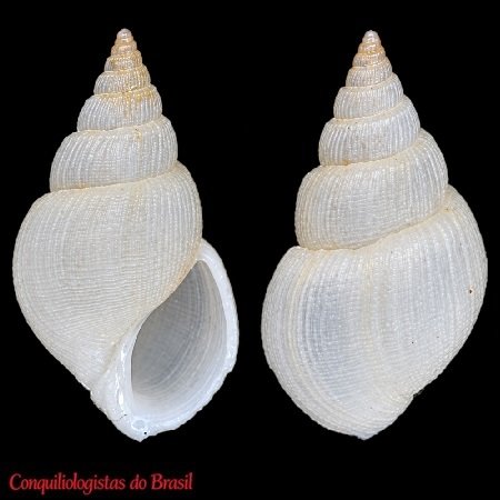 Microstelma gabbi (Dall, 1889)