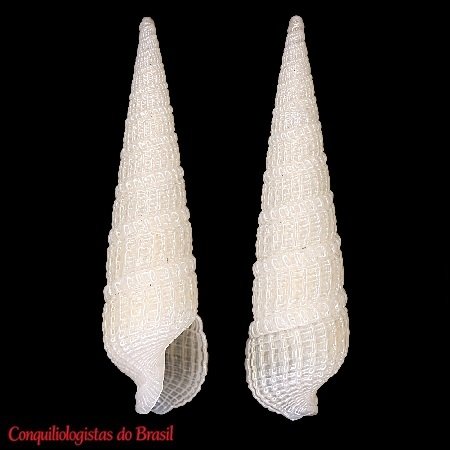 Neoterebra sterigmoides (Simone & Gracia, 2006)